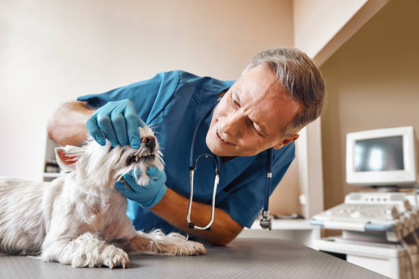 Best Emergency Treatment for Oral Infections in Winnsboro Mills, SC